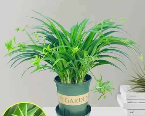 吊兰秋季浇水技巧？怎样判断吊兰是否缺水？