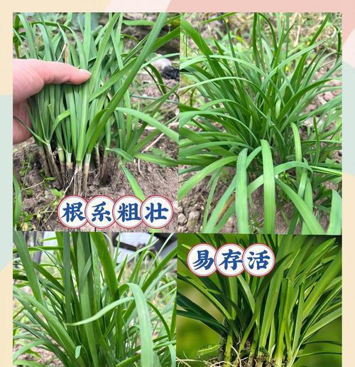 韭菜种怎么种？新手入门指南是什么？