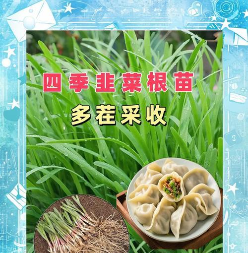 韭菜种怎么种？新手入门指南是什么？