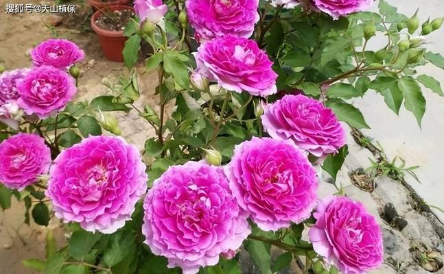 蔷薇花的养殖方法有哪些？怎样才能养出美丽的蔷薇花？