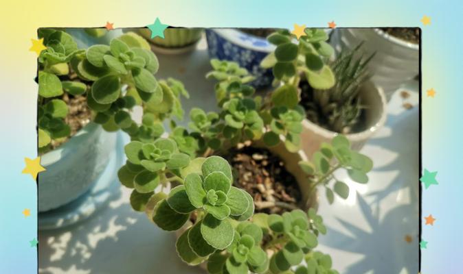 碰碰香修剪技巧有哪些？怎样修剪才能让碰碰香更美观？