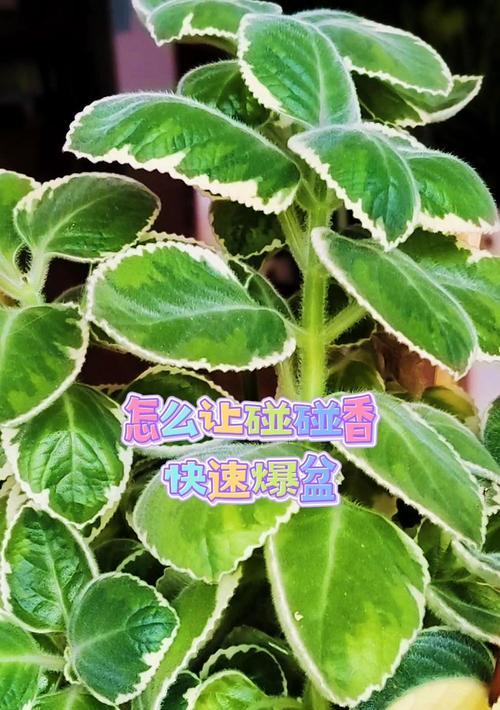 碰碰香修剪技巧有哪些？怎样修剪才能让碰碰香更美观？