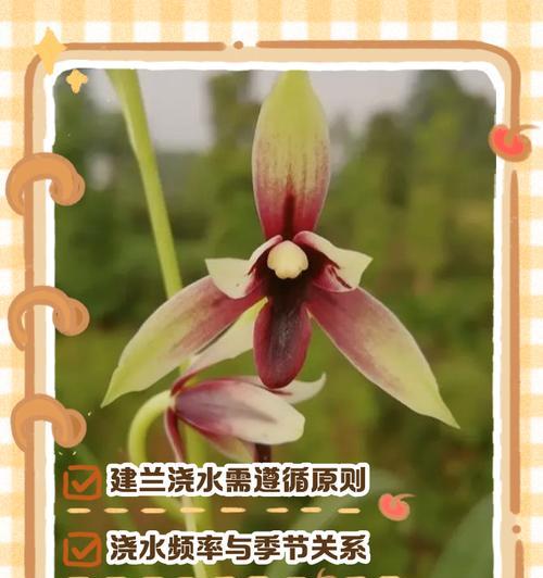 建兰品种推荐有哪些？建兰养护技巧是什么？