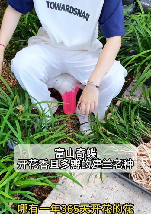 建兰品种推荐有哪些？建兰养护技巧是什么？