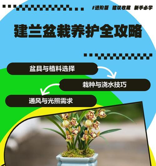 建兰品种推荐有哪些？建兰养护技巧是什么？