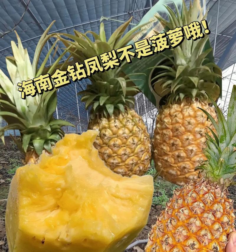 凤梨的品种有哪些？凤梨的种类和特点是什么？