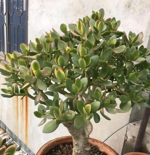 豆瓣掌有哪些品种？它们的养护难度如何？