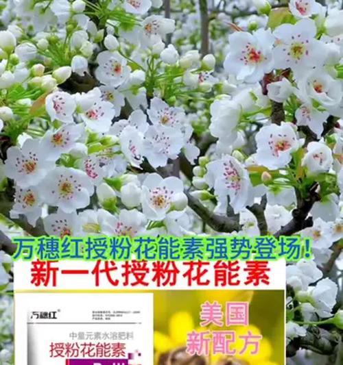 花怎么授粉？如何正确给花授粉？