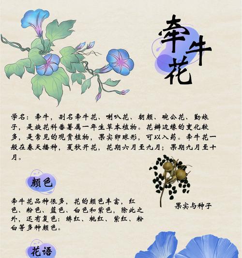 牵牛花的养殖技巧有哪些？