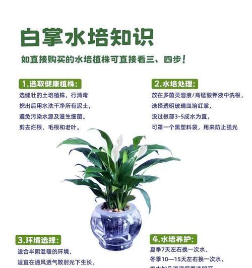 白掌修剪的正确方法是什么？