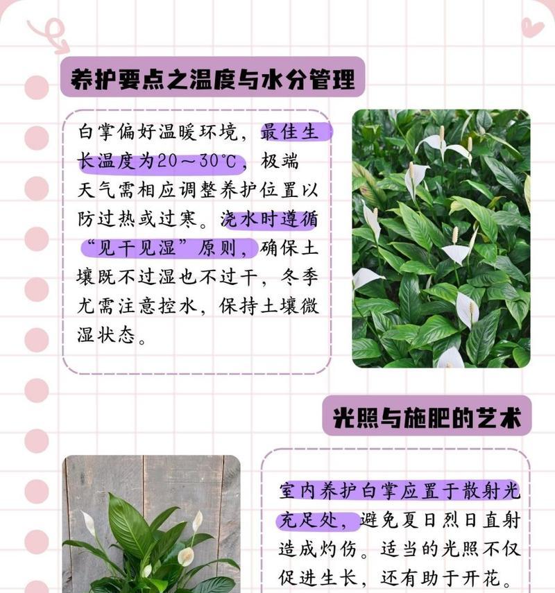 白掌修剪的正确方法是什么？