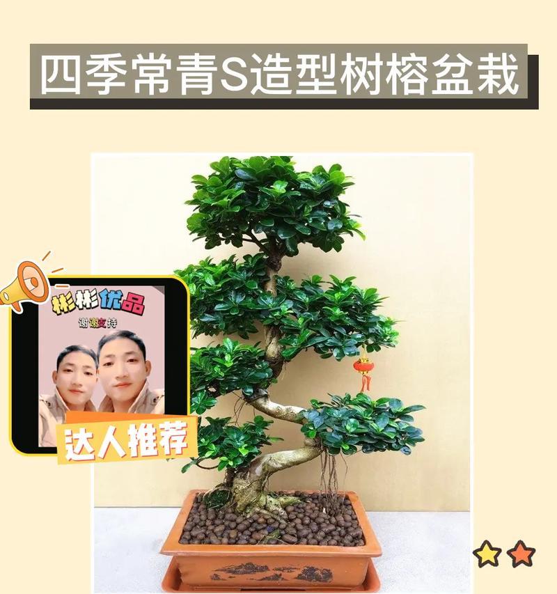 榕树又怎么修剪？修剪的最佳时间和方法是什么？