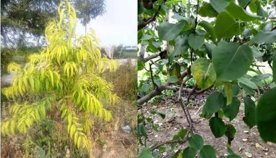 植物叶子黄化问题：植物叶子发黄的常见原因是什么？