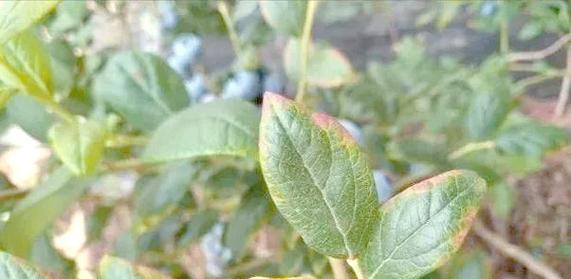 植物叶子黄化问题：植物叶子发黄的常见原因是什么？