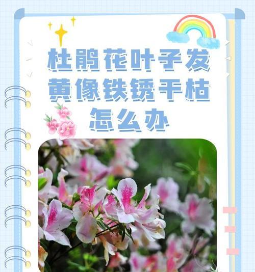 植物叶子黄化问题：植物叶子发黄的常见原因是什么？