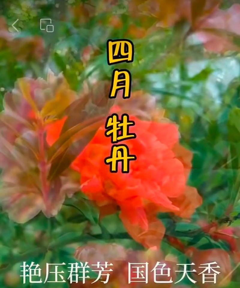 104朵花代表什么含义？花语解释及常见问题解答？