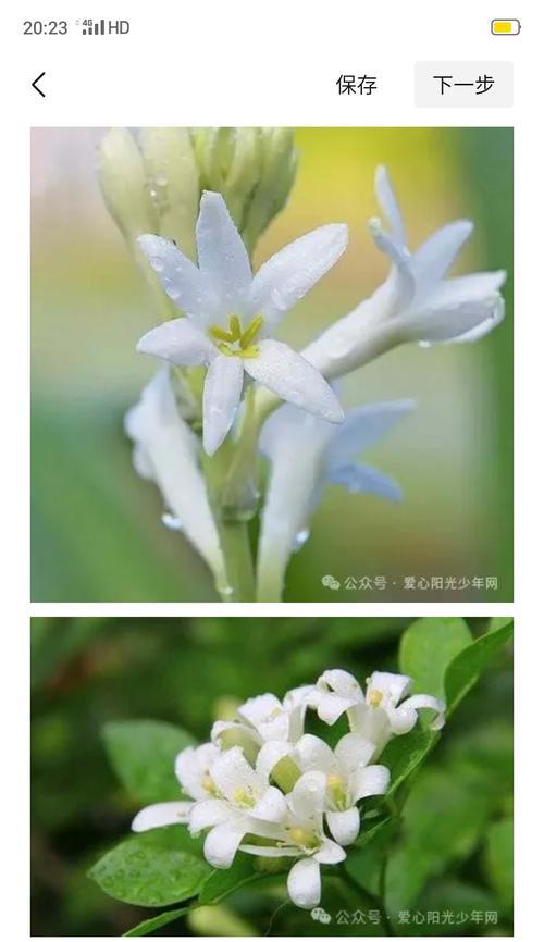 104朵花代表什么含义？花语解释及常见问题解答？