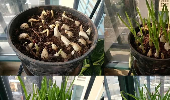 圆蒜独头蒜催芽方法是什么？需要多长时间？