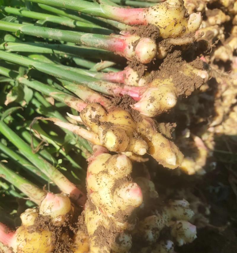 姜怎么种植方法？家庭种植姜的步骤和技巧是什么？