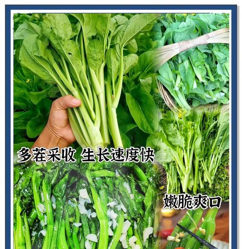 苔根菜怎么种植方法？苔根菜种植的步骤和注意事项是什么？