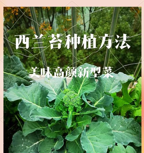 苔根菜怎么种植方法？苔根菜种植的步骤和注意事项是什么？