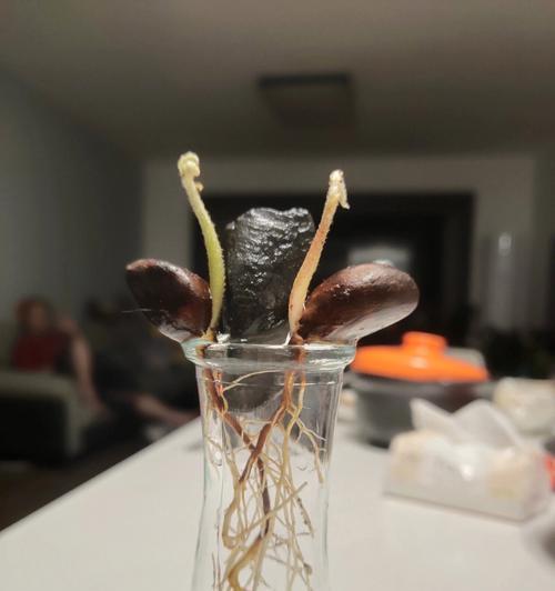 枇杷果核水培方法及催芽技巧？