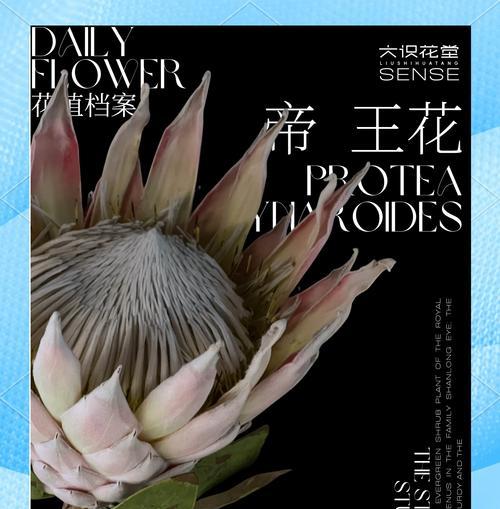 地王花怎么种植方法？有哪些注意事项？