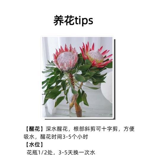 地王花怎么种植方法？有哪些注意事项？
