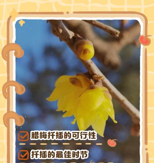 棒棒腊梅修剪枝条的最佳时机是什么时候？如何正确修剪？
