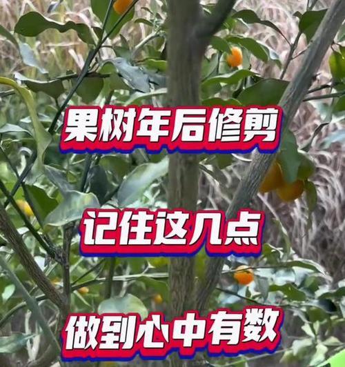 头年果树修剪枝条的最佳方法是什么？修剪后如何促进果树生长？