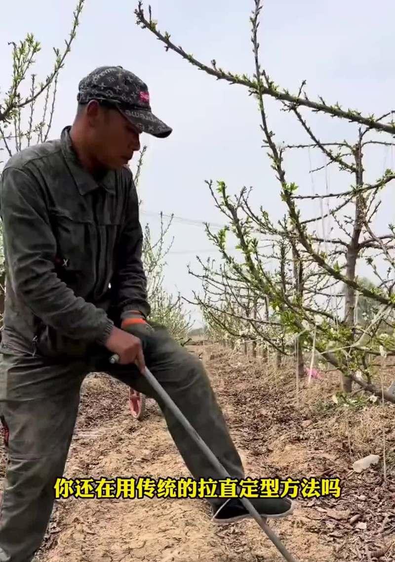 头年果树修剪枝条的最佳方法是什么？修剪后如何促进果树生长？