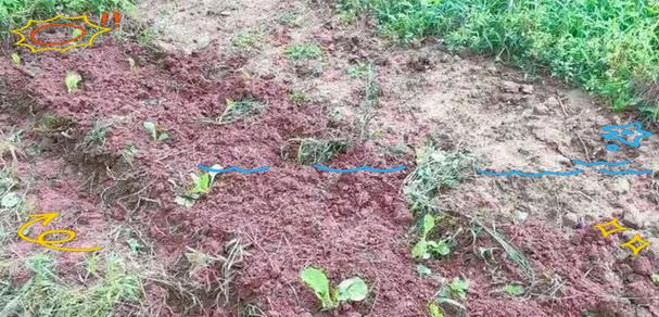白菜苗怎么种植的方法？有哪些步骤和注意事项？
