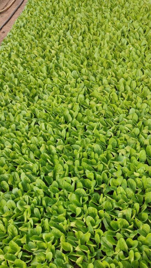 白菜苗怎么种植的方法？有哪些步骤和注意事项？