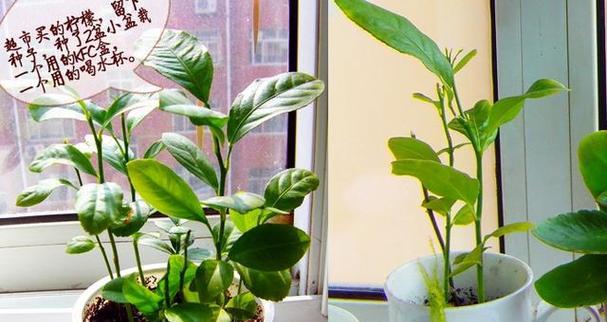 保湿催芽法苹果怎么用？操作步骤和注意事项是什么？