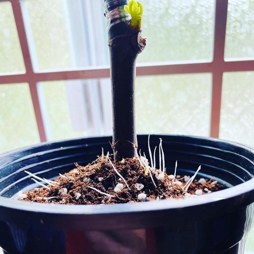 植物怎么修剪枝？修剪的最佳时间和方法是什么？