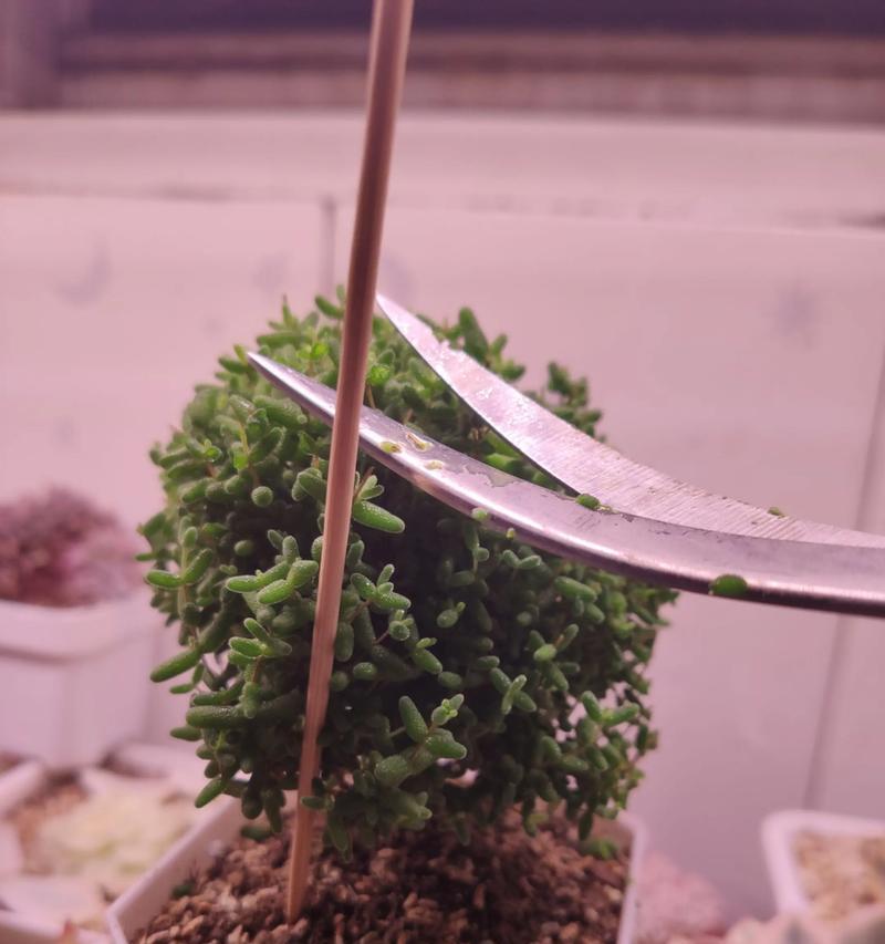 植物怎么修剪枝？修剪的最佳时间和方法是什么？