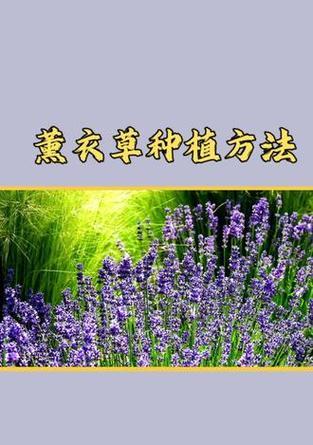 怎么快速种植花草的方法？有哪些简单步骤和技巧？