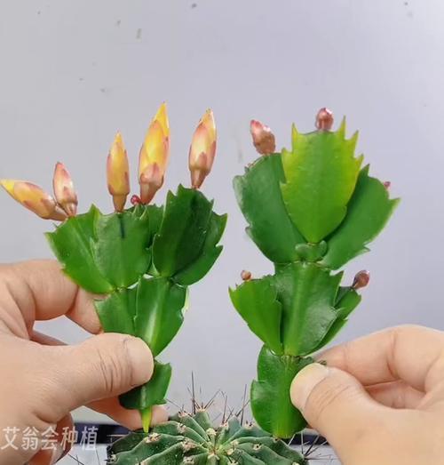 怎么快速种植花草的方法？有哪些简单步骤和技巧？