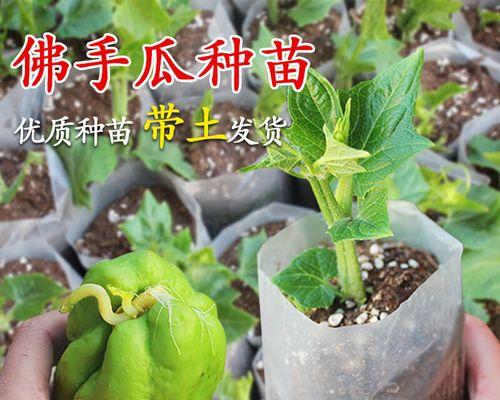 佛手瓜催芽方法是什么？需要多长时间才能发芽？