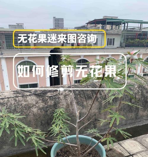 西藏红豆修剪枝条的最佳时机和方法是什么？