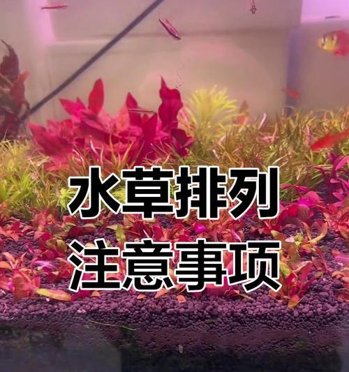 田里水草怎么种植方法？水草种植的步骤和注意事项是什么？