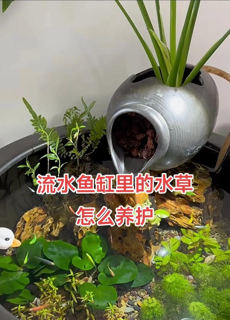 田里水草怎么种植方法？水草种植的步骤和注意事项是什么？
