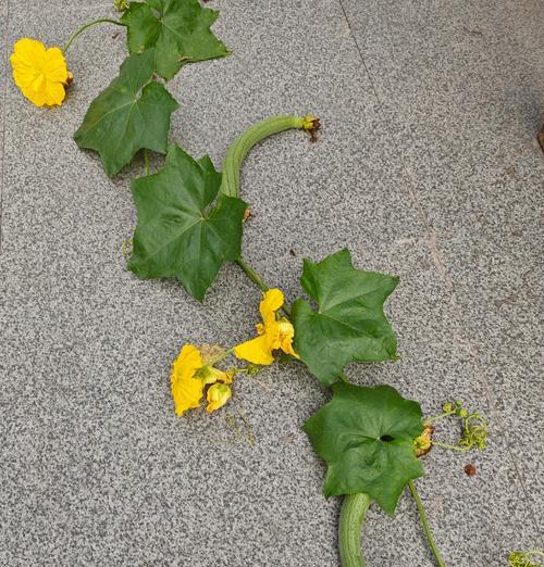 丝瓜催芽方法是什么？如何提高发芽率？