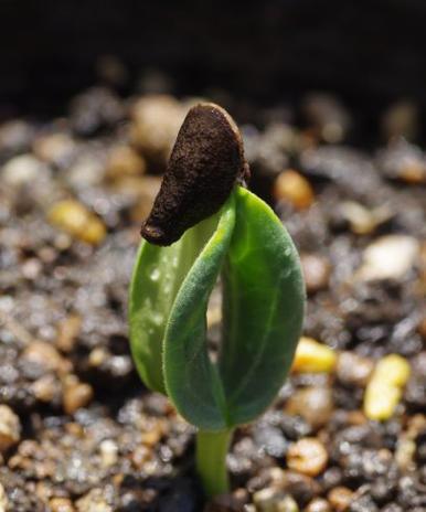 丝瓜催芽方法是什么？如何提高发芽率？
