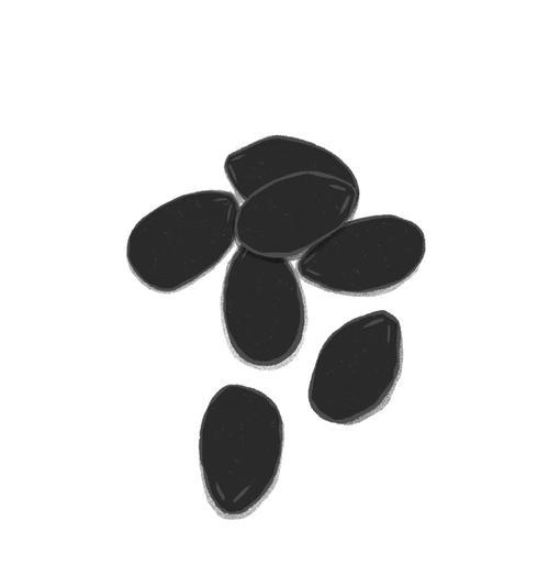 丝瓜催芽方法是什么？如何提高发芽率？