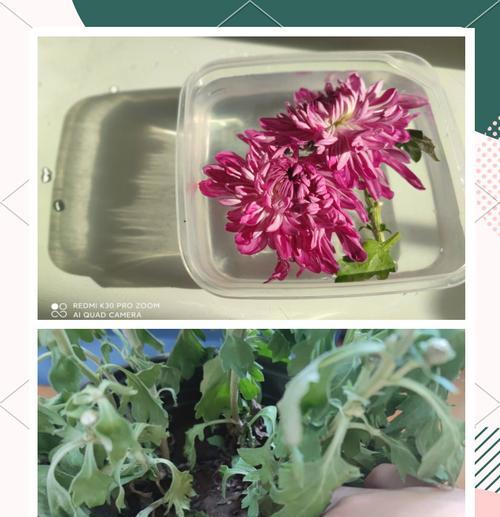 怎么修剪枝叶醒花？修剪的最佳时机和方法是什么？