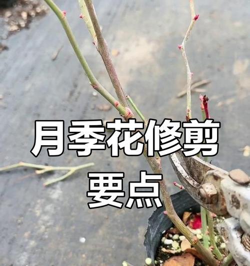 怎么修剪枝叶醒花？修剪的最佳时机和方法是什么？