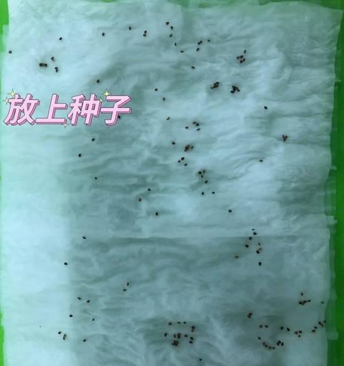 臭菊种子催芽方法是什么？需要多长时间才能发芽？
