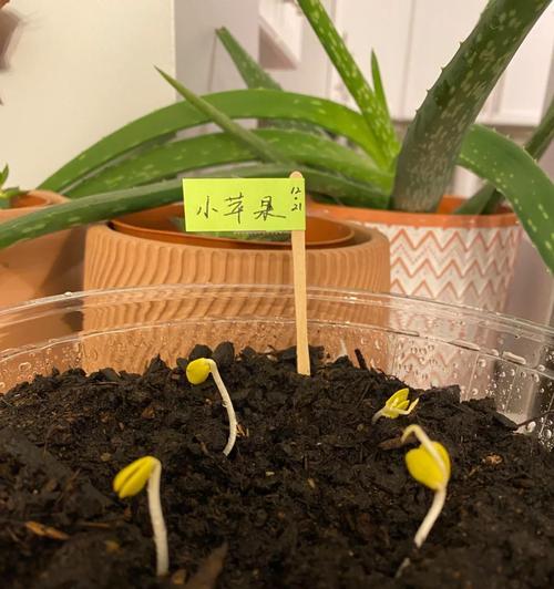臭菊种子催芽方法是什么？需要多长时间才能发芽？