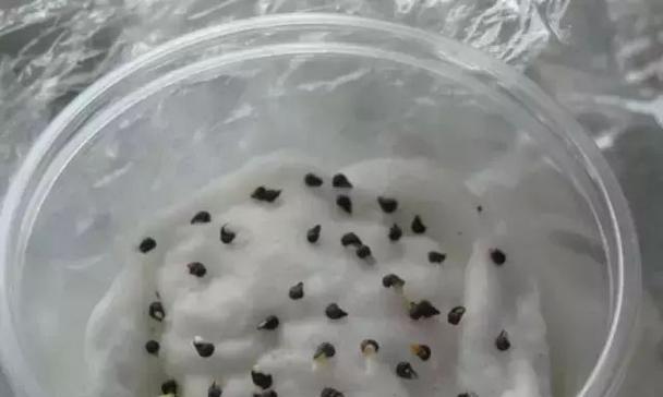 臭菊种子催芽方法是什么？需要多长时间才能发芽？